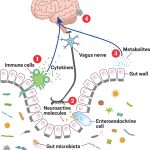 Gut Microbiome: The Key to Unlocking Your Mental Health