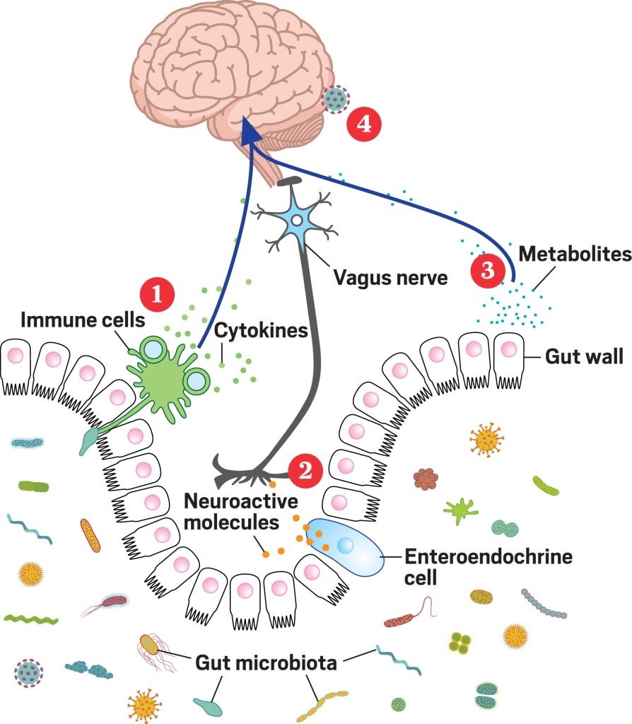 Gut Microbiome: The Key to Unlocking Your Mental Health